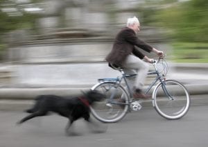 Dog Chase/Bite Bicycle Accident - Bike Accident Attorneys